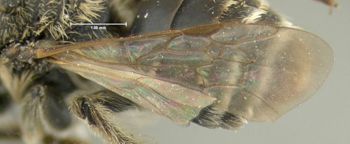 Media type: image;   Entomology 609557 Aspect: front wing